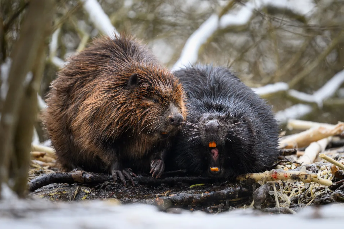 Eesti Jahimehe auhind – Sven Začek