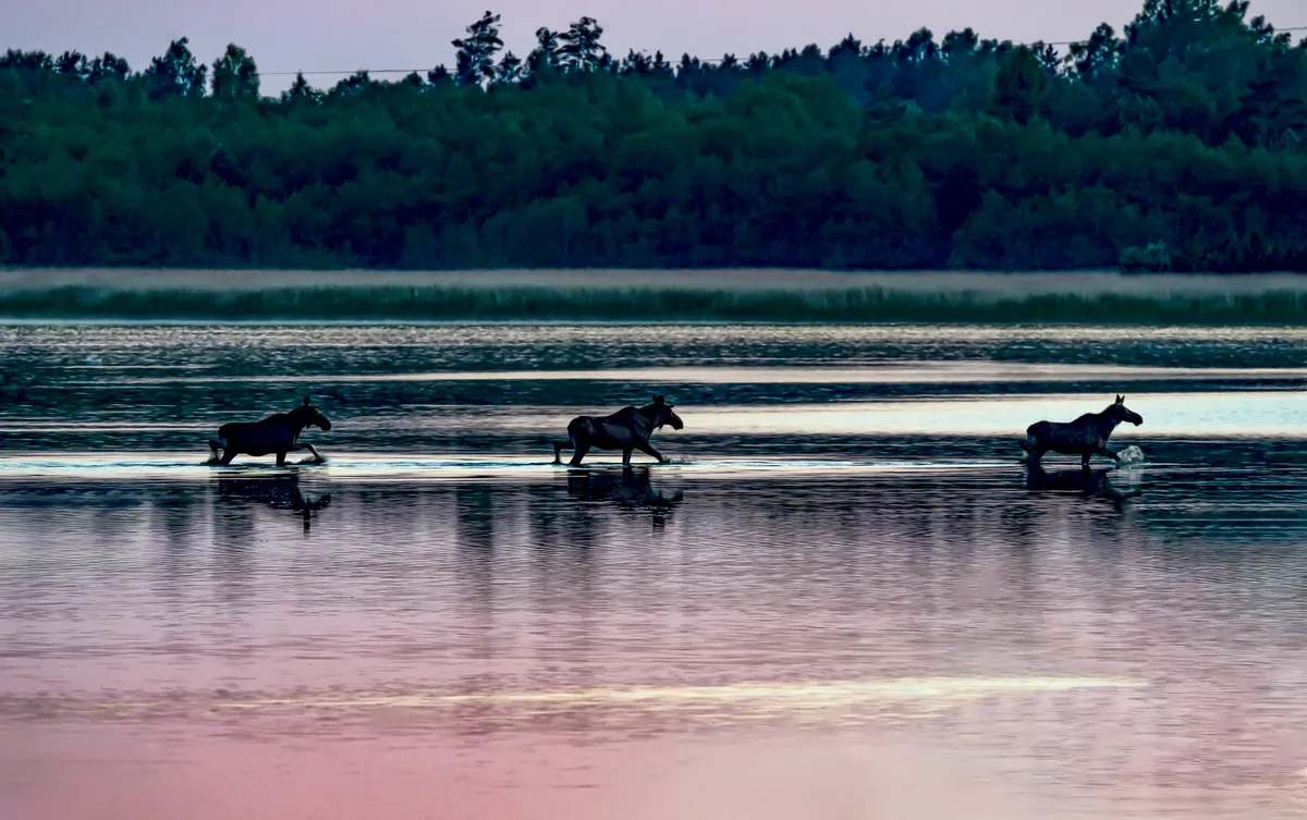 Eesti jahimeeste seltsi auhind –
