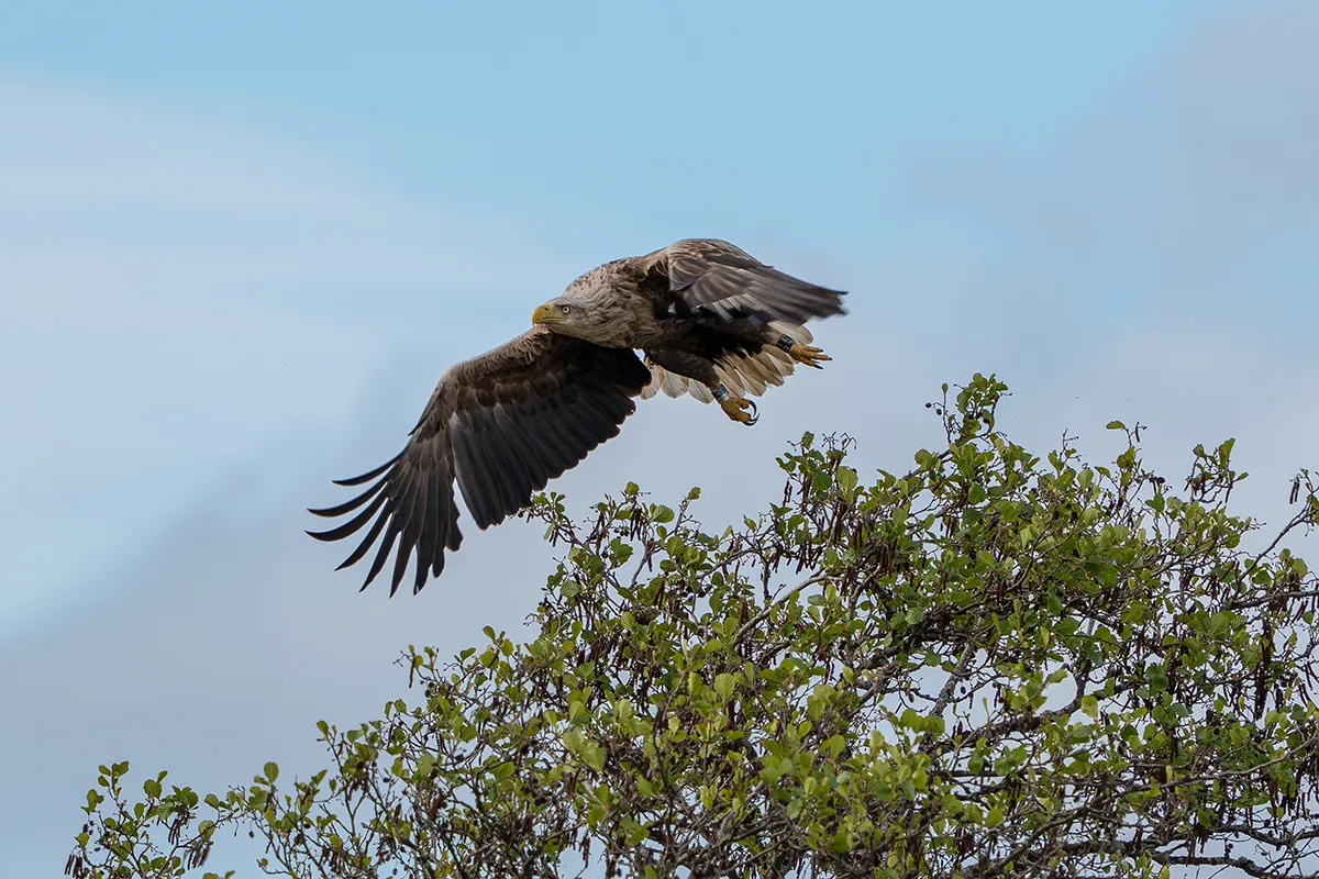 Tuulingu puhkemaja auhind.