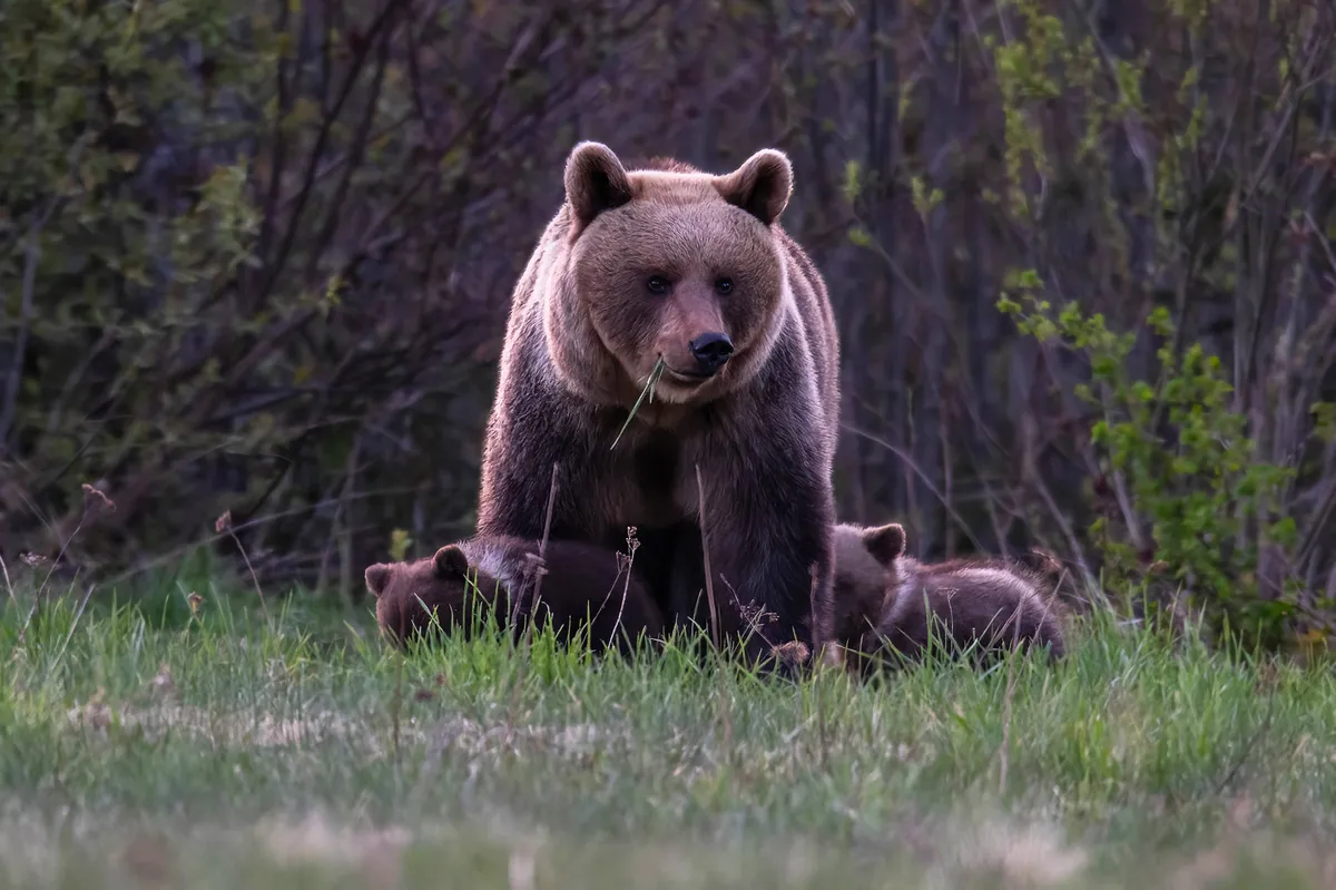 RMK auhind – karupere murul.