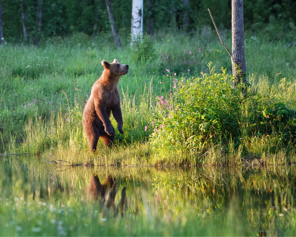 Loomafotode 1. auhind