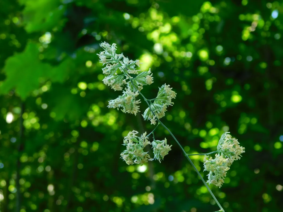 Taimefotode 1. auhind