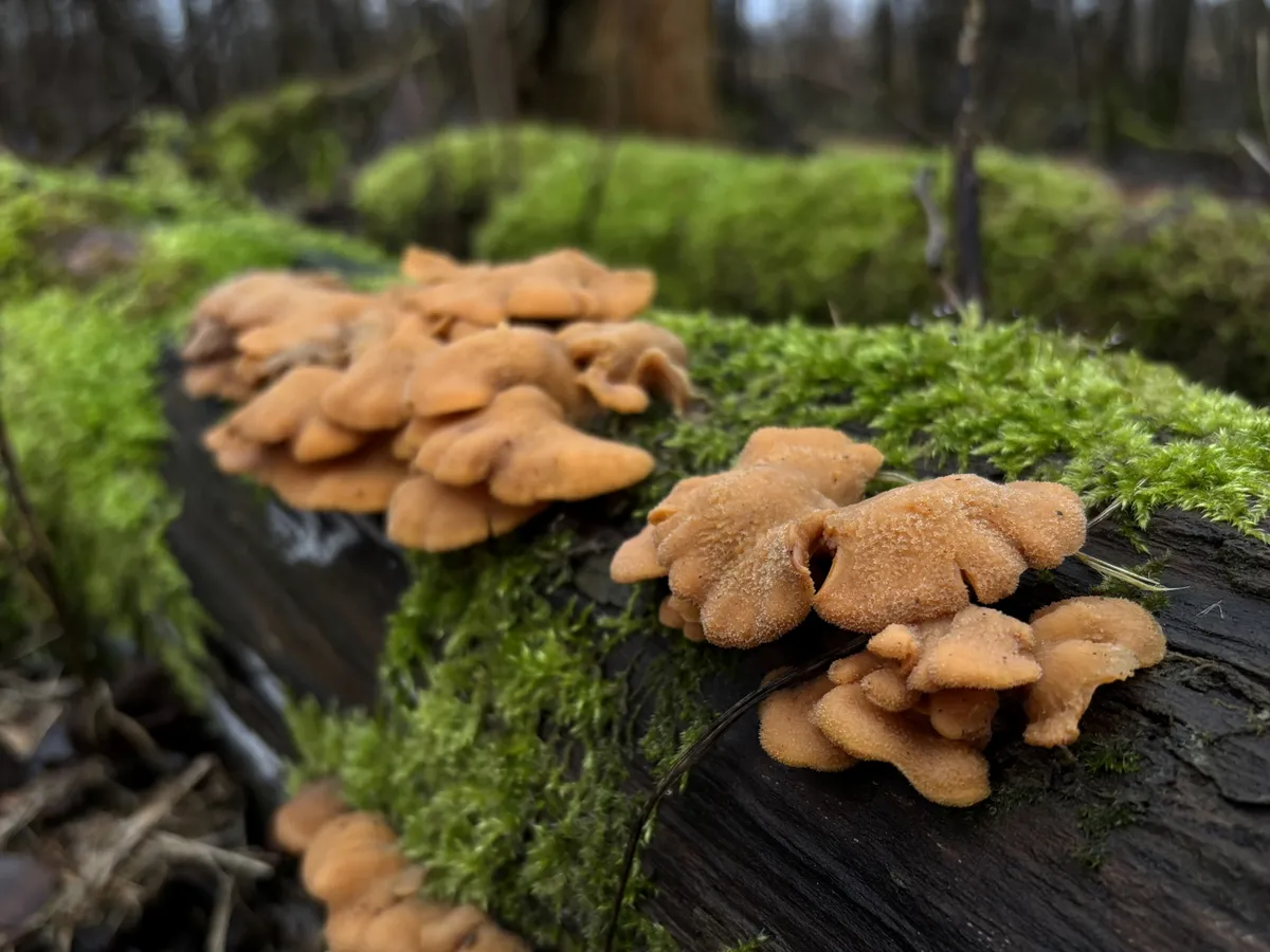 Seenefotode peaauhind noorte kategoorias.