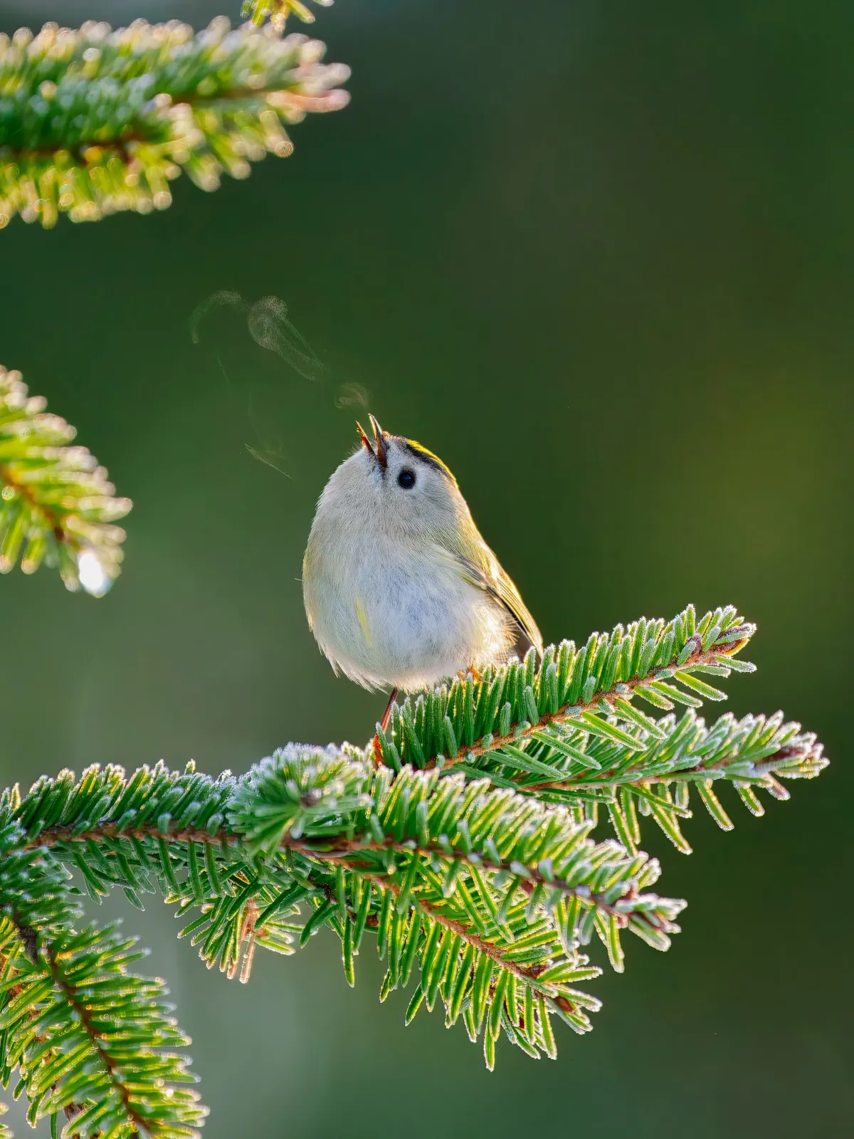 Vikipeedia 1. auhind ja RMK auhind noorte kategoorias - pöialpoiss.