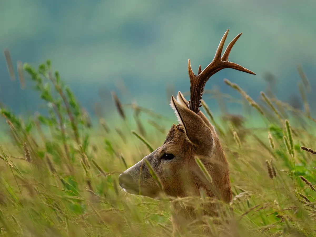 Eesti Looduse eriauhind noorte kategoorias.