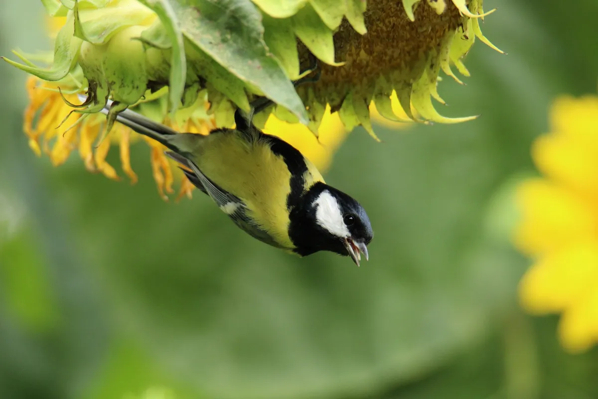 Eesti Looduse eriauhind noorte kategoorias.