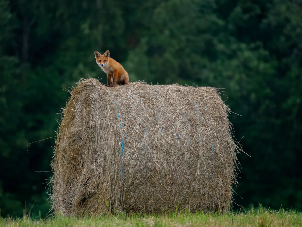 Ajakirja Hea Laps auhind noorte kategoorias.