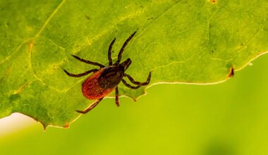 TRAAGILINE SURM ⟩ Puuk tekitas mehele tapva lihaallergia