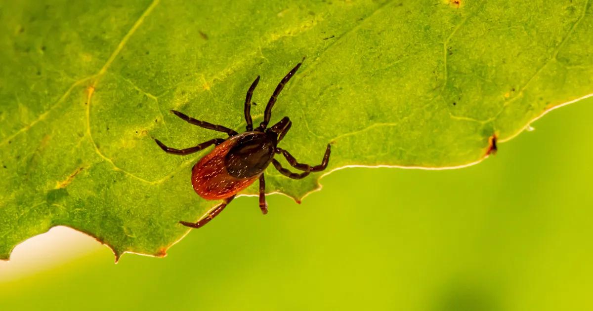 TRAAGILINE SURM ⟩ Puuk tekitas mehele tapva lihaallergia