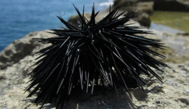 HÄMMASTAV AVASTUS ⟩ See loom on üks suur okastega aju