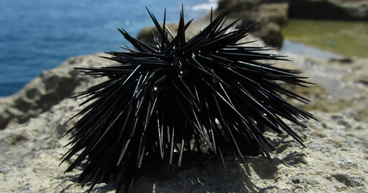 HÄMMASTAV AVASTUS ⟩ See loom on üks suur okastega aju