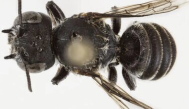 Sellest kuratliku välimusega mesilasest polnud keegi varem kuulnudki – aga siin ta nüüd on