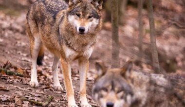 Huntidega koos taastusid ka varem hävinud haavikud