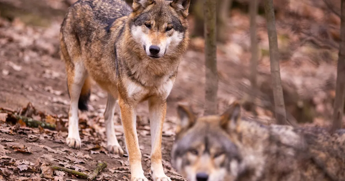 Huntidega koos taastusid ka varem hävinud haavikud