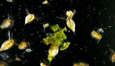 UUDISHIMU PÄEV ⟩ Vaata kaamerast, kuidas elavad vesikirbud