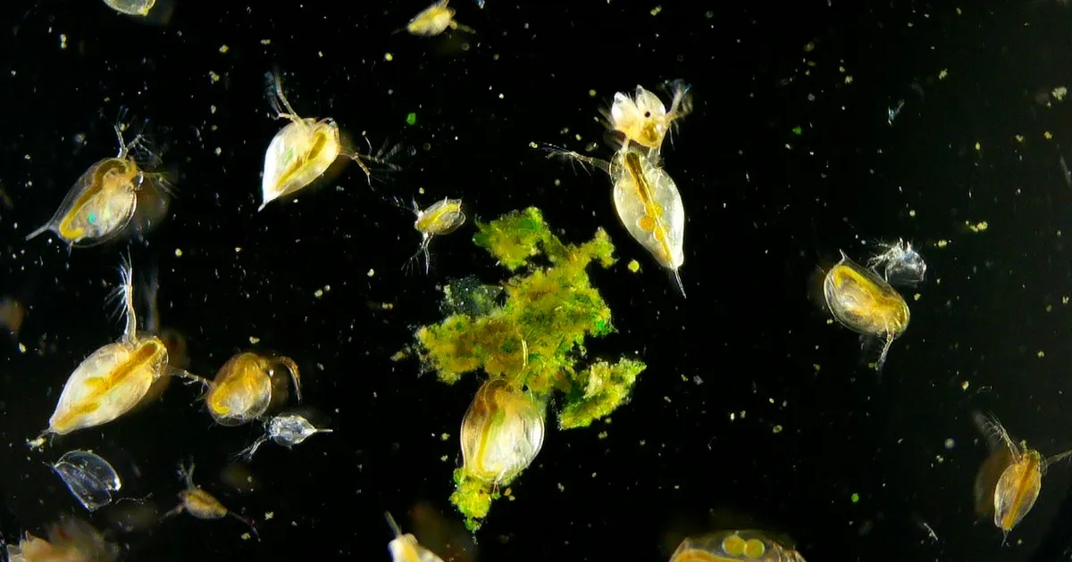 UUDISHIMU PÄEV ⟩ Vaata kaamerast, kuidas elavad vesikirbud