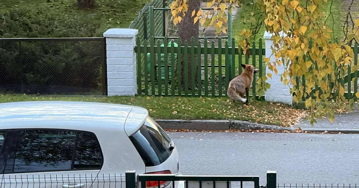 VIDEO ⟩ Rebased panid ametnikud paragrahvipalli veeretama