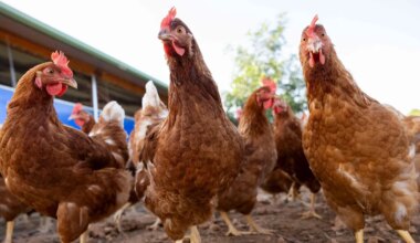 MIKROBIOLOOG HOIATAB ⟩ Euroopas möllav linnugripp võib põhjustada inimeste seas uue pandeemia