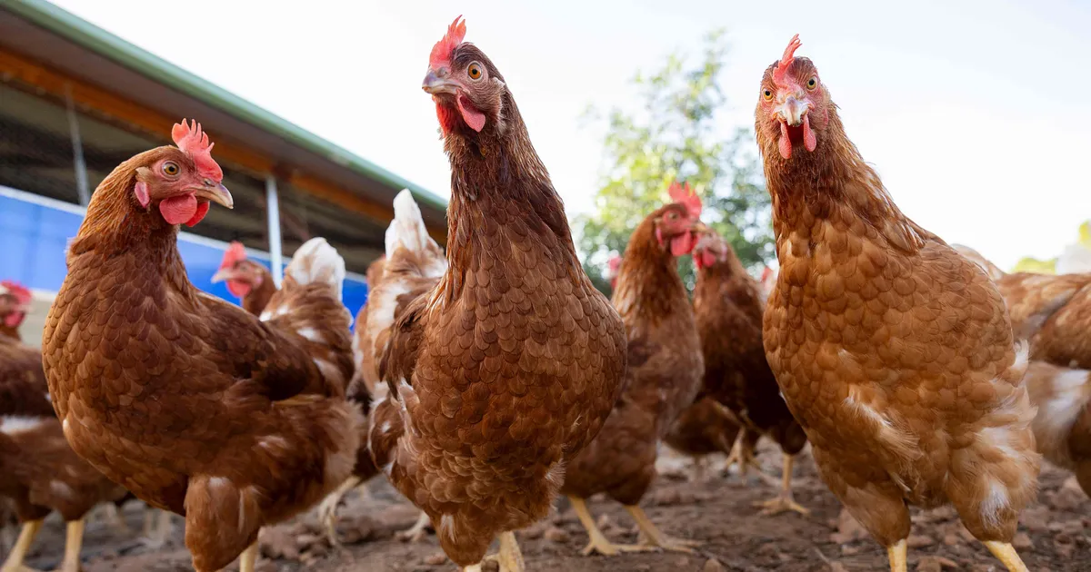 MIKROBIOLOOG HOIATAB ⟩ Euroopas möllav linnugripp võib põhjustada inimeste seas uue pandeemia