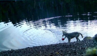 Kanada hundid oskavad mõrra abil veest toitu püüda