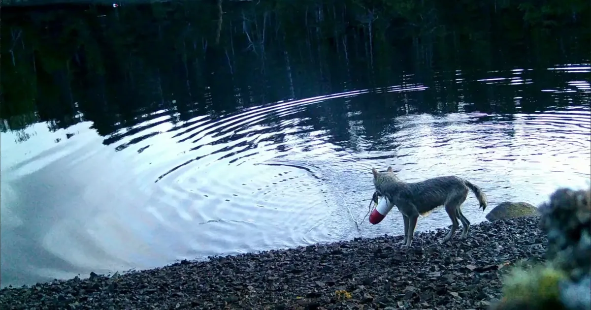Kanada hundid oskavad mõrra abil veest toitu püüda