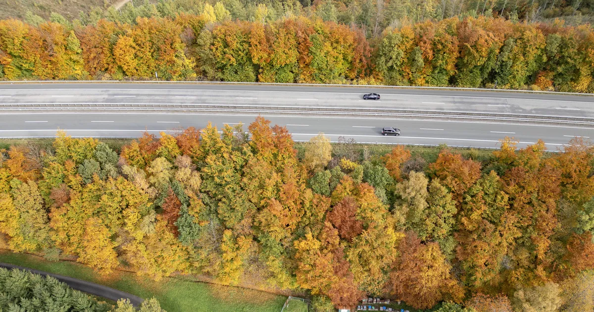 Saksamaal leiti maanteelt noore ema maha lõigatud käed