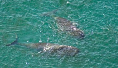 200 AASTAT TERVE KUI PURIKAS ⟩ Kas vaalade DNA peidab igavese elu saladust?