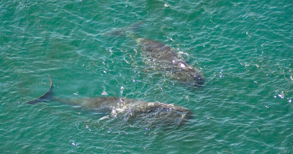 200 AASTAT TERVE KUI PURIKAS ⟩ Kas vaalade DNA peidab igavese elu saladust?