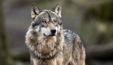 kaamera ette jäi hunt, kes tegi midagi ootamatut