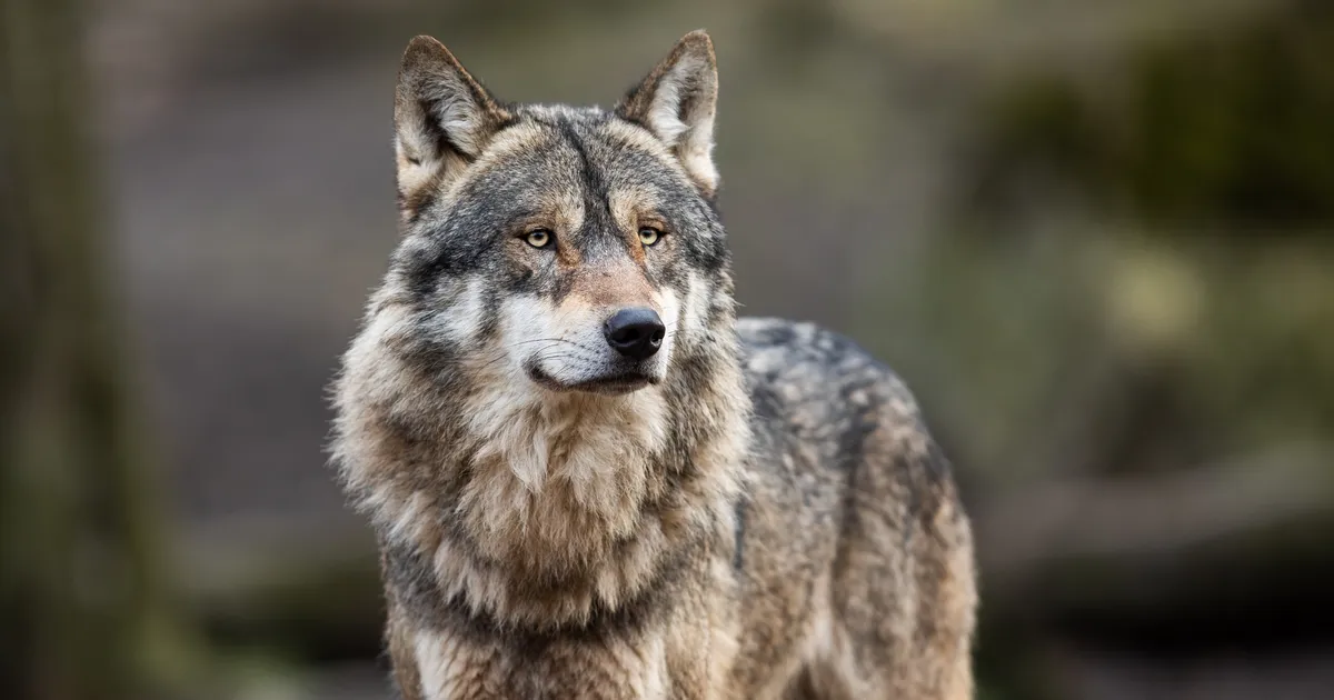 kaamera ette jäi hunt, kes tegi midagi ootamatut