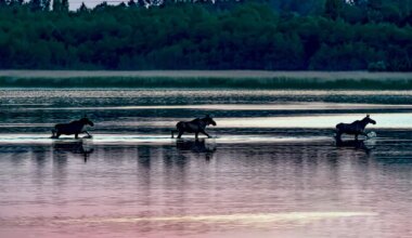 Lääneranna piltnikud pälvisid tunnustuse Eesti suurimal loodusfotokonkursil