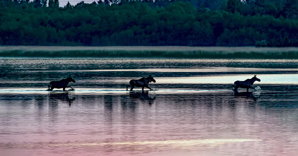 Lääneranna piltnikud pälvisid tunnustuse Eesti suurimal loodusfotokonkursil