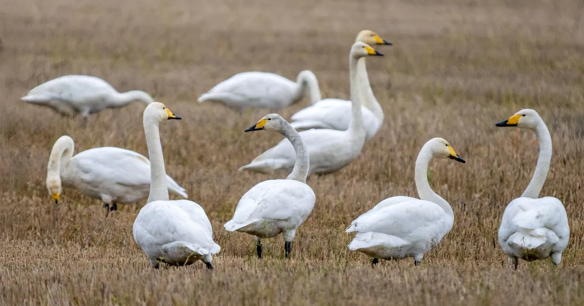 LOODUSFOTO ⟩ Laululuik ei pruugi ka lume tulles ära lennata - Arvamus