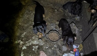 FOTOD ⟩ Raplamaal võeti omanikult ära 35 koera, kes elasid jubedates tingimustes