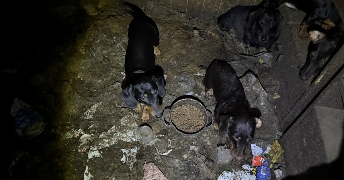 FOTOD ⟩ Raplamaal võeti omanikult ära 35 koera, kes elasid jubedates tingimustes