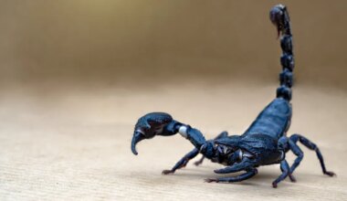 KUULOOMISE HOROSKOOP ⟩ Alanud on ettearvamatute käikude kuutsükkel