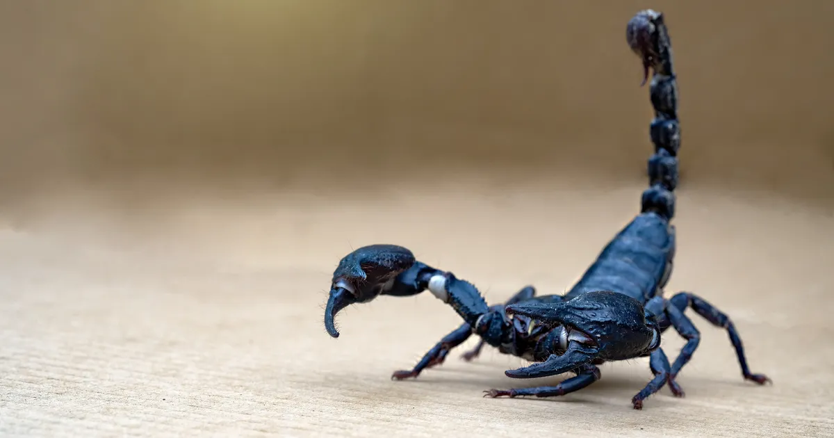 KUULOOMISE HOROSKOOP ⟩ Alanud on ettearvamatute käikude kuutsükkel