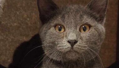 veidi pelglik Sven otsib rahulikku kodu