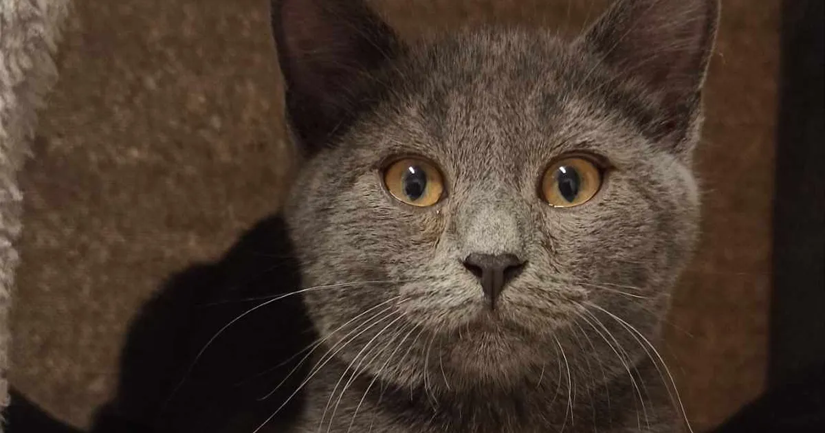 veidi pelglik Sven otsib rahulikku kodu