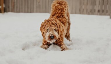 Sõnn saab elevust tekitavaid sõnumeid, Amburil algab soodne aeg tähelepanu keskpunktis säramiseks