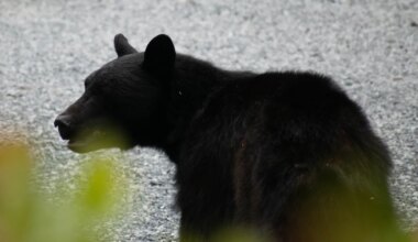 Kanadas ründas karu koolilapsi, õpetajad üritasid looma spreiga tõrjuda