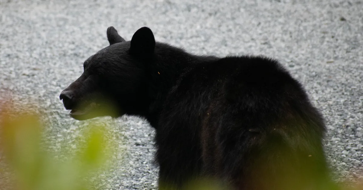 Kanadas ründas karu koolilapsi, õpetajad üritasid looma spreiga tõrjuda