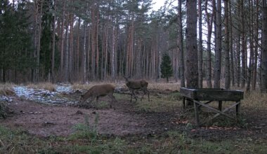 OTSEÜLEKANNE ⟩ Jälgi reaalajas, mida hirved Tehumardi metsas teevad