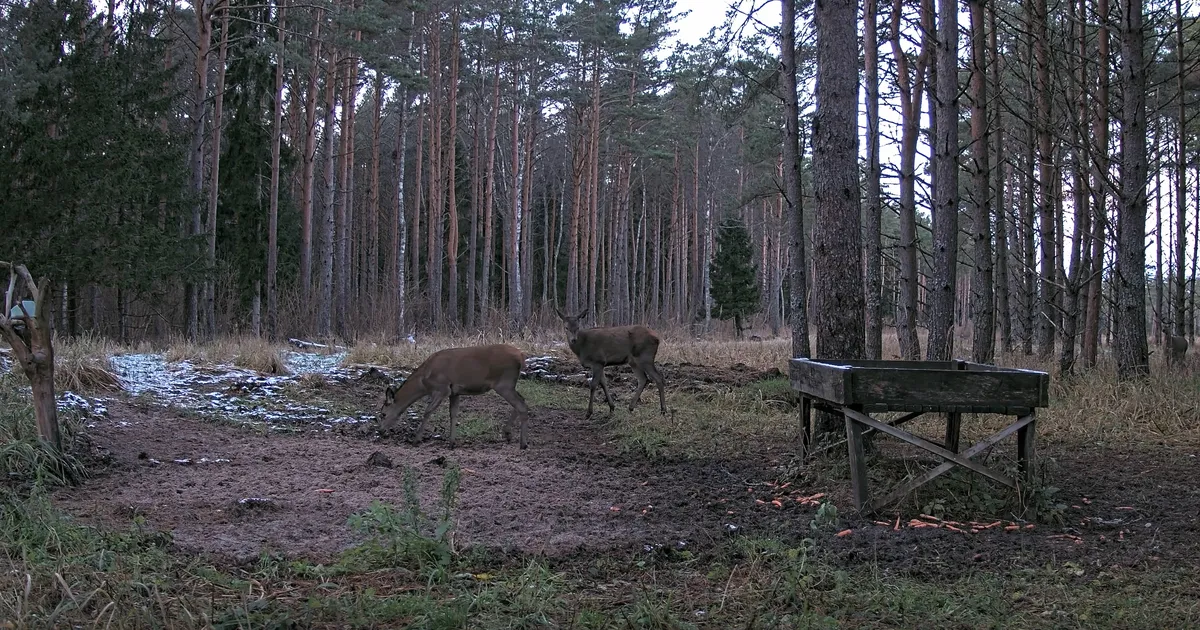 OTSEÜLEKANNE ⟩ Jälgi reaalajas, mida hirved Tehumardi metsas teevad