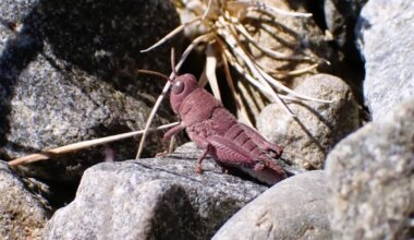 VAATA VIDEOT ⟩ See roosa rohutirts on tõeline geneetiline ime