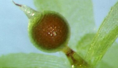 Üheksa kuud kosmilist vaakumit ja kiirgust ei suutnud seda organismi murda