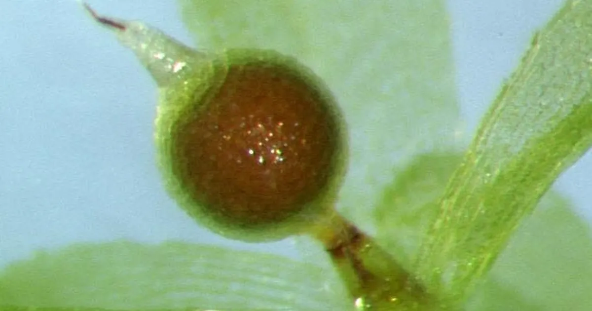 Üheksa kuud kosmilist vaakumit ja kiirgust ei suutnud seda organismi murda