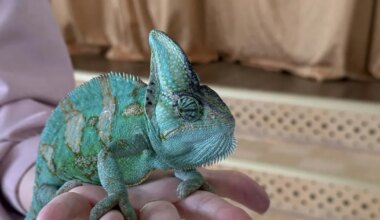 Saaremaa Putukamaja rändnäitus tekitas huvilistes elevust