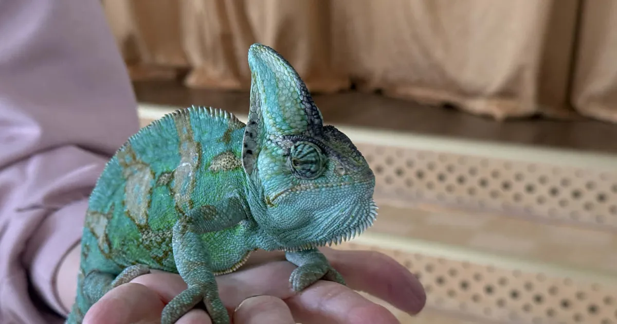 Saaremaa Putukamaja rändnäitus tekitas huvilistes elevust