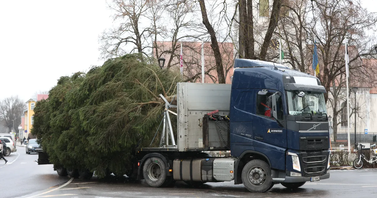 GALERII ⟩ Jõulupuu jõudis linna